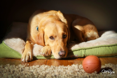 5 Tips for Finding a Rental with a Large Dog