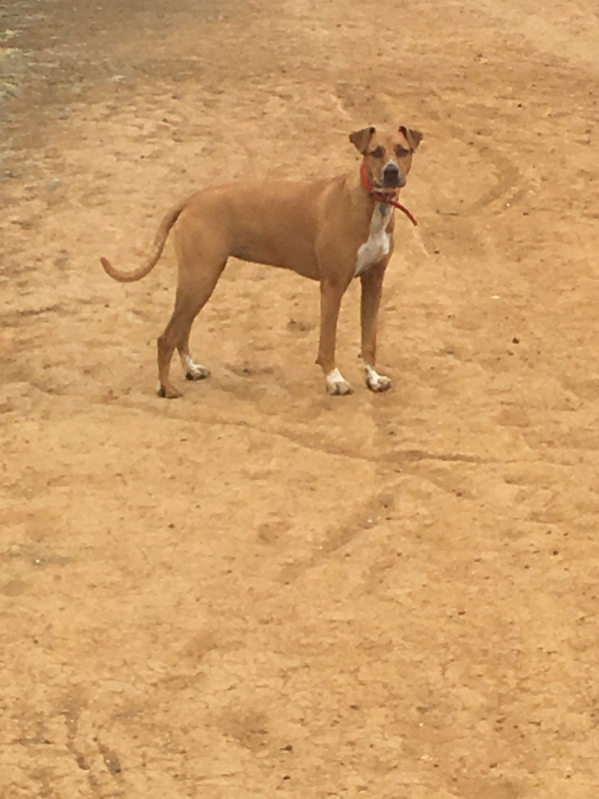 Coco