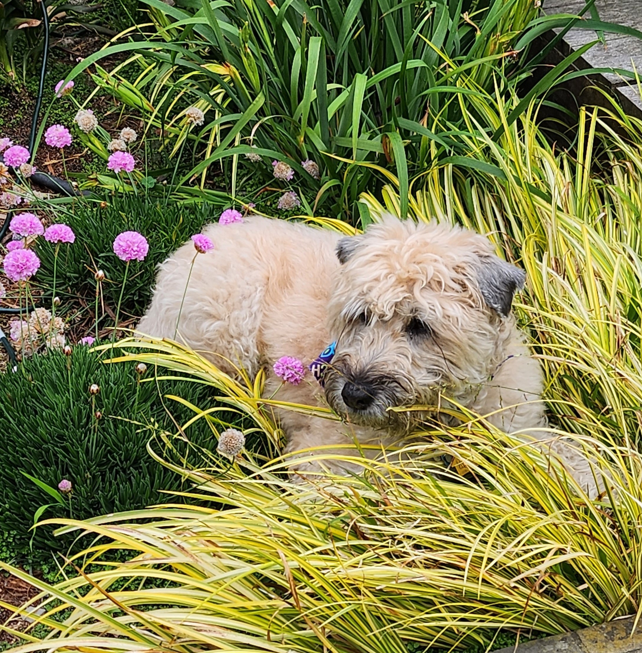 Lotti